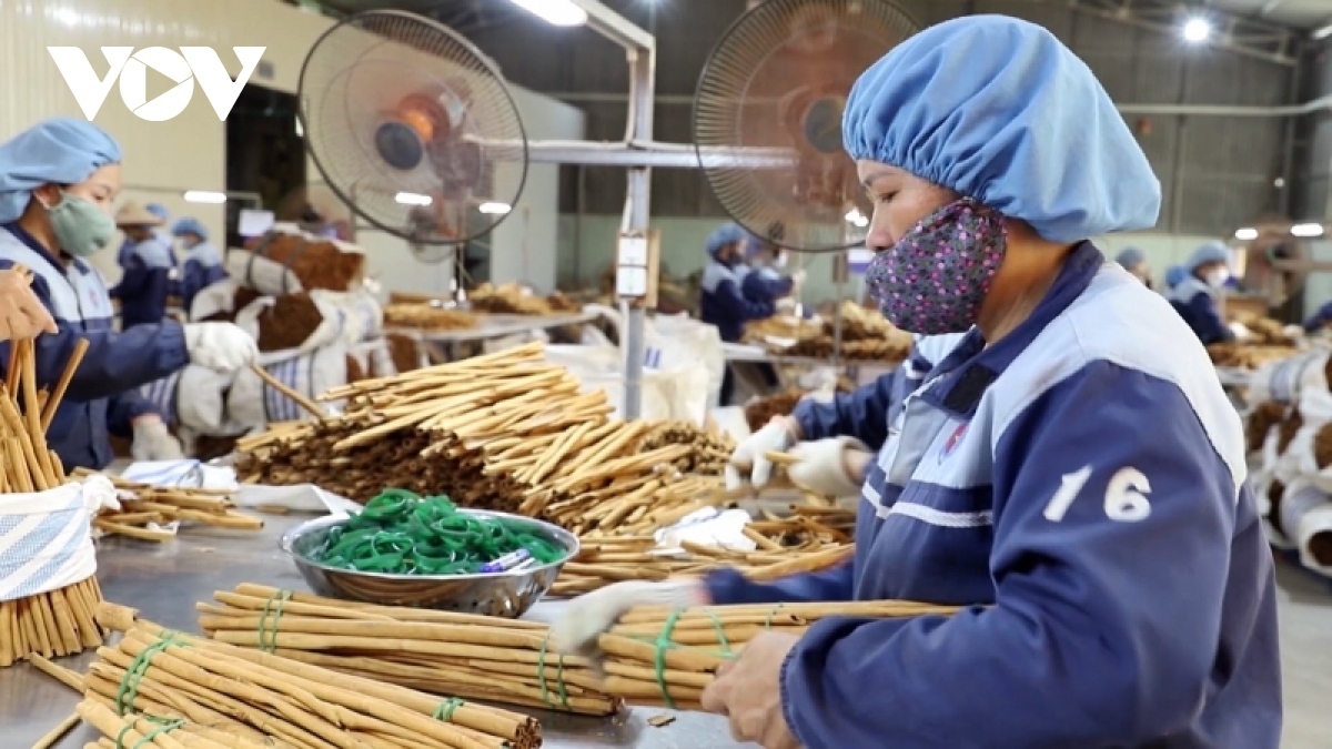 Asia represents Vietnam’s largest cinnamon import market